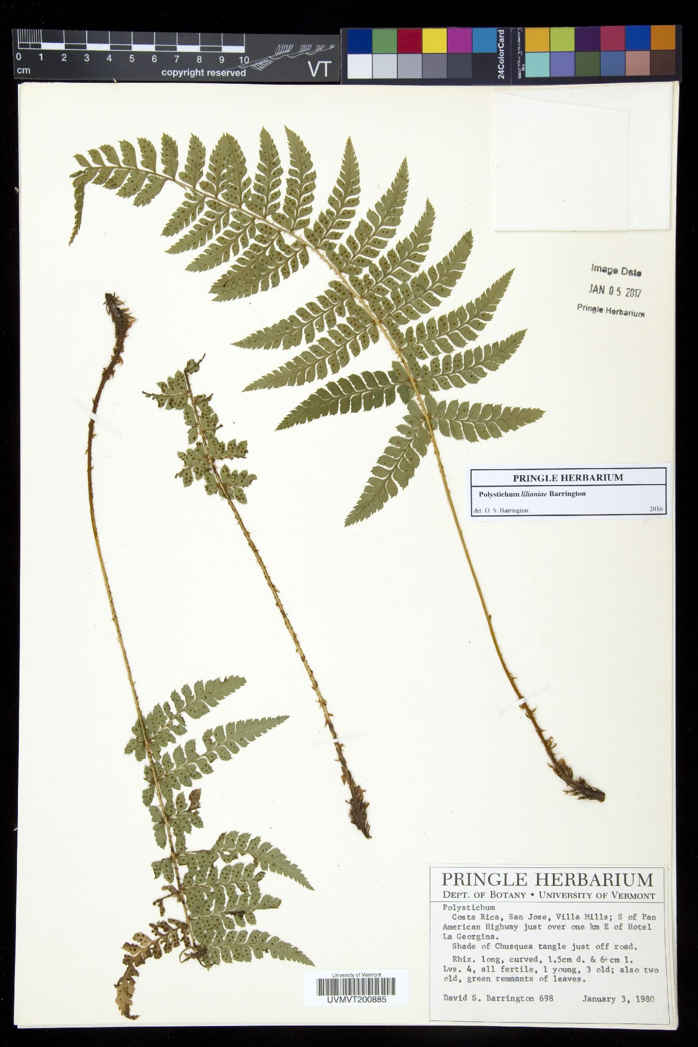 Polystichum lilianae image