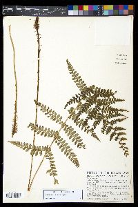 Polystichum lilianae image