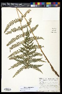 Polystichum lilianae image