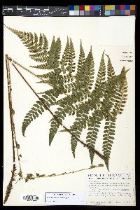 Polystichum lilianae image