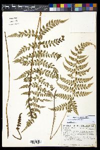 Polystichum lilianae image