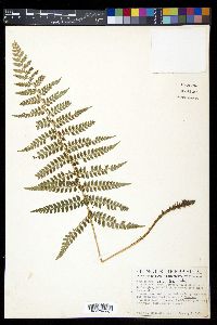 Polystichum lilianae image