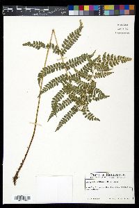 Polystichum lilianae image