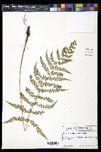 Polystichum lilianae image