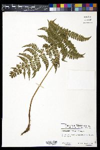 Polystichum lilianae image