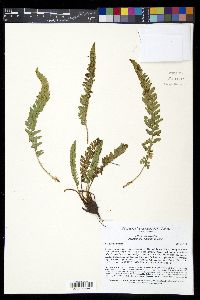 Polystichum lemmonii image