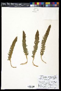 Polystichum lemmonii image