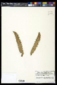 Polystichum lonchitis image