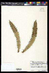 Polystichum lonchitis image