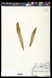 Polystichum lonchitis image