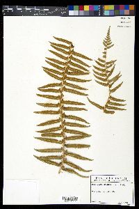 Polystichum munitum image