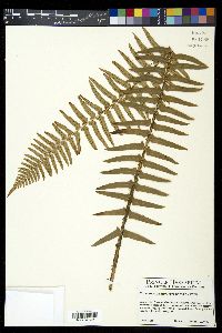 Polystichum munitum image