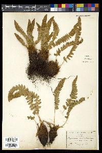 Polystichum scopulinum image