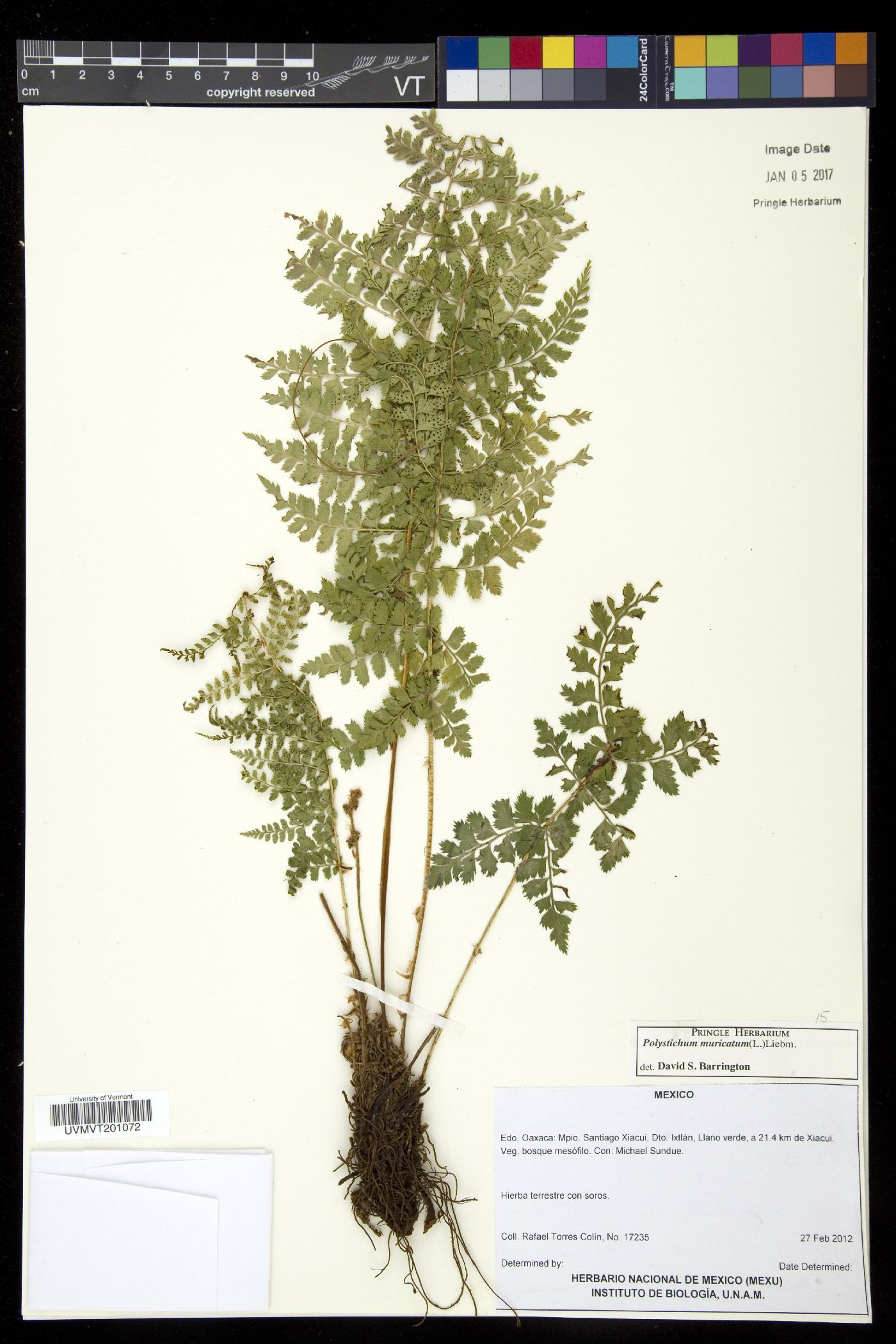 Polystichum muricatum image