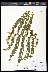 Polystichum muricatum image