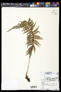 Polystichum nudicaule image