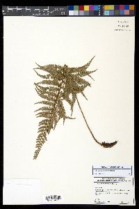 Polystichum nudicaule image