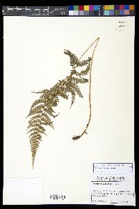 Polystichum nudicaule image