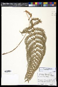 Polystichum nudicaule image