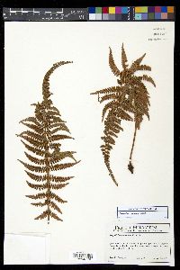 Polystichum nudicaule image