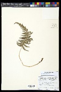 Polystichum nudicaule image