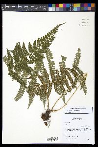 Polystichum rachichlaena image