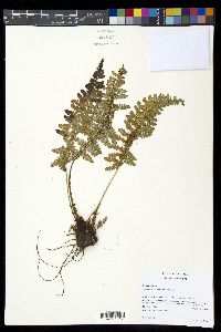 Polystichum talamancanum image