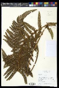 Polystichum talamancanum image