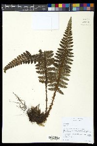 Polystichum talamancanum image