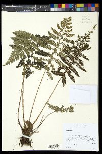 Polystichum talamancanum image