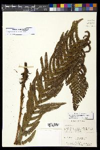 Polystichum talamancanum image