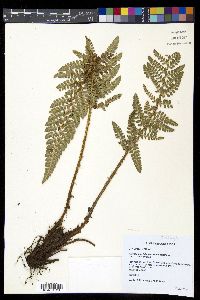 Polystichum talamancanum image