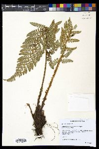 Polystichum talamancanum image