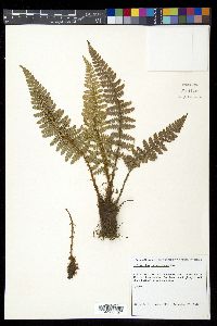 Polystichum talamancanum image