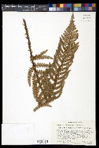 Polystichum talamancanum image