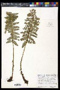 Polystichum talamancanum image