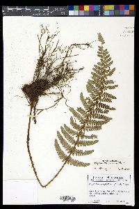 Polystichum talamancanum image