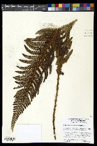 Polystichum talamancanum image