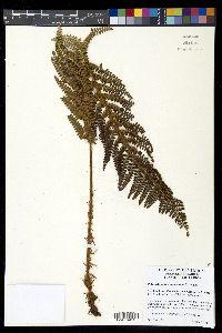 Polystichum talamancanum image