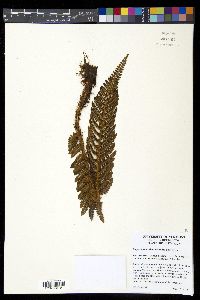 Polystichum talamancanum image