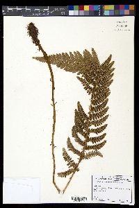 Polystichum talamancanum image