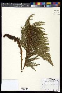 Polystichum talamancanum image