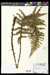 Polystichum talamancanum image