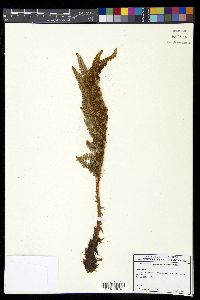 Polystichum talamancanum image