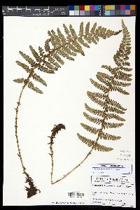 Polystichum talamancanum image