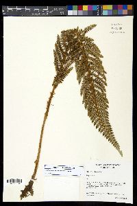 Polystichum talamancanum image