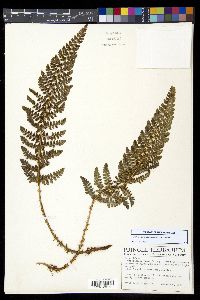 Polystichum talamancanum image