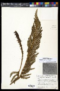 Polystichum talamancanum image