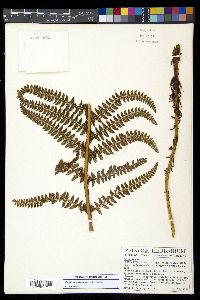 Polystichum talamancanum image