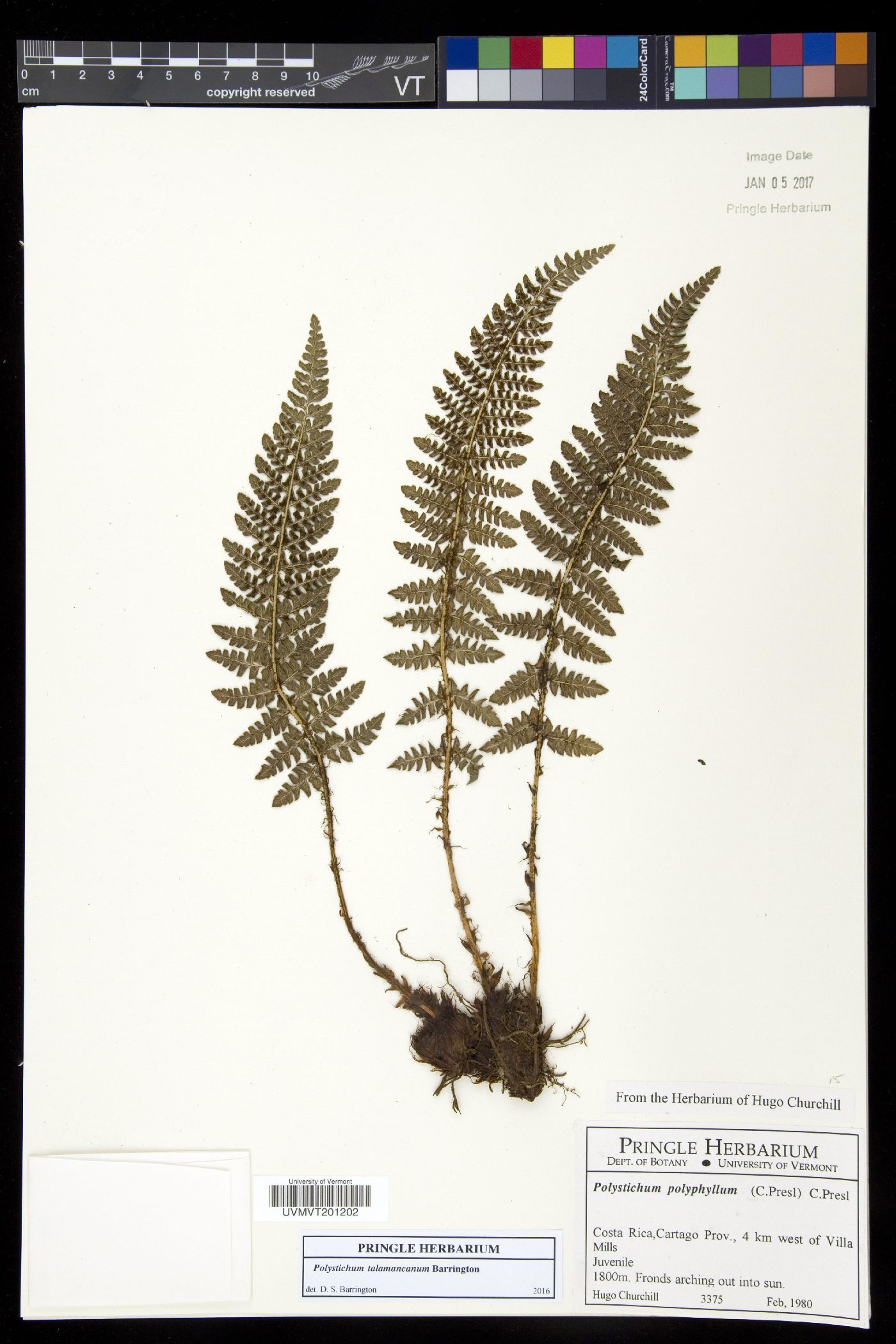 Polystichum talamancanum image